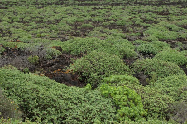 Euphorbia balsamifera szentélye. — Stock Fotó