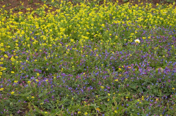 草地に咲く花. — ストック写真