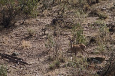İspanyol kırmızı geyiği Cervus elaphus hispanicus.