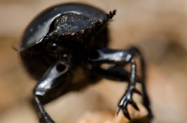 Sıkıcı bok böceği Scarabaeus laticollis.