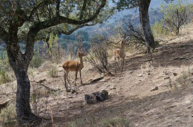 İspanyol kırmızı geyikleri.