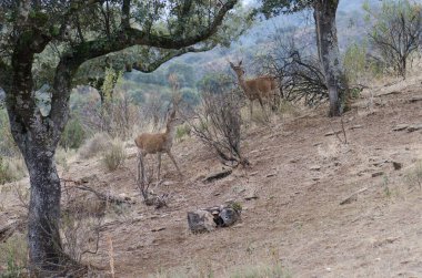 İspanyol kırmızı geyikleri.