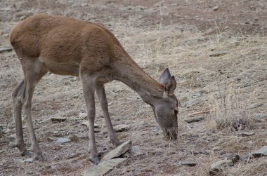 İspanyol kırmızı geyiği.