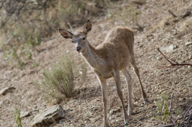 İspanyol kırmızı geyiği.