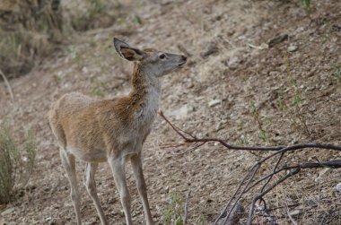 İspanyol kırmızı geyiği.