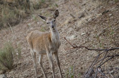 İspanyol kırmızı geyiği.