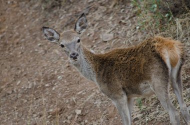İspanyol kırmızı geyiği.