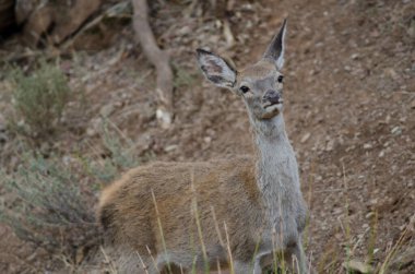 İspanyol kırmızı geyiği.
