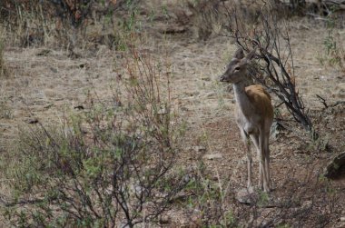 İspanyol kırmızı geyiği.