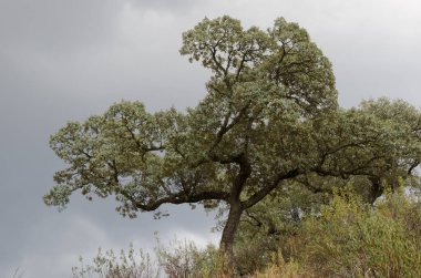 Evergreen Oak Quercus ilex rotundifolia.