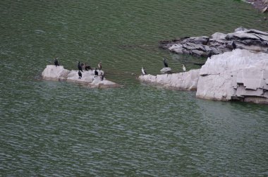 Harika karabataklar. Phalacrocorax karbonhidrat..