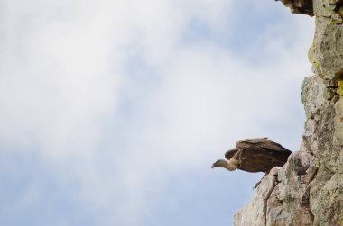 Griffon akbaba Gyps fulvus.