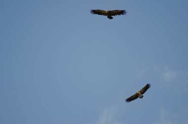 Griffon akbabaları süzülüyor.