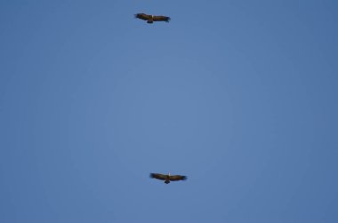 Griffon akbabaları süzülüyor.