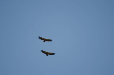 Griffon akbabaları süzülüyor.