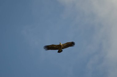 Griffon akbabası süzülüyor.