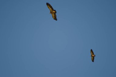 Griffon akbabaları süzülüyor.