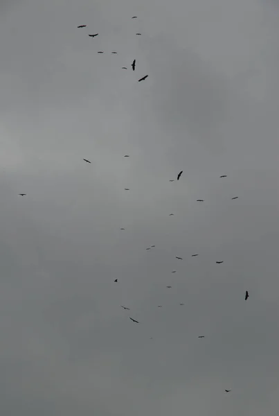 Griffon akbabaları Gyps Fulvus süzülüyor. — Stok fotoğraf