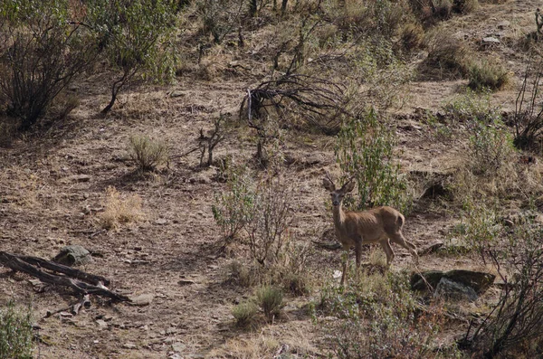 西班牙红鹿Cervus elaphus hispanicus. — 图库照片