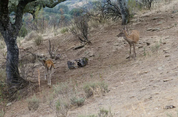 Cerfs rouges espagnols. — Photo