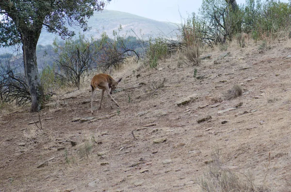 Spanish red deer. — Stock Photo, Image