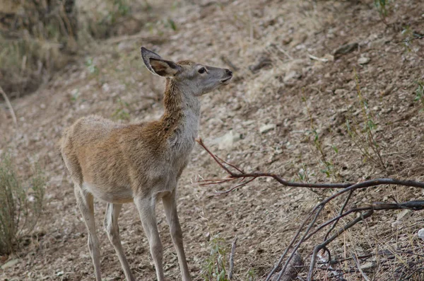İspanyol kırmızı geyiği.