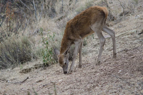 西班牙红鹿. — 图库照片