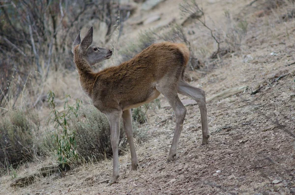 İspanyol kırmızı geyiği.
