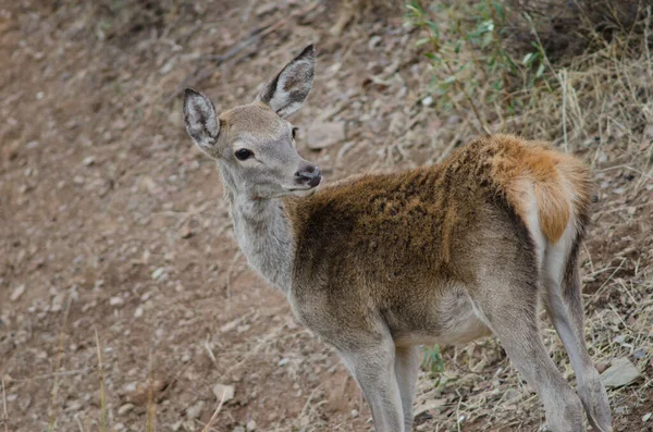 スペインの赤い鹿. — ストック写真