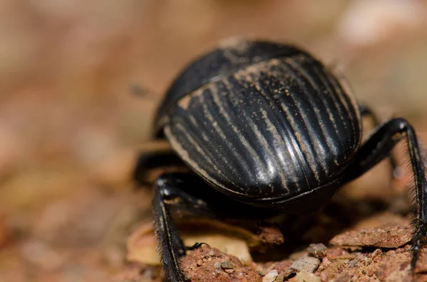 Scarabeo sterco noioso per la terra. — Foto Stock