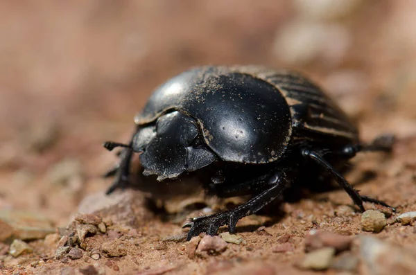 Dung beetle ennuyeux pour la terre. — Photo