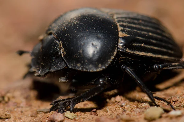 Dung beetle ennuyeux pour la terre. — Photo