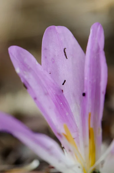 Flower of autumn crocus. — Stock Photo, Image