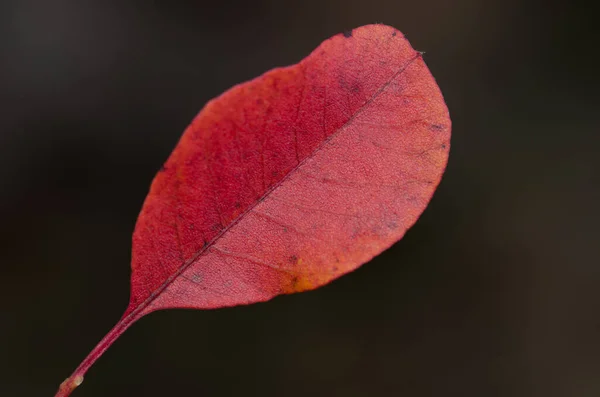 Leaf of Pistacia sp. — Stock Photo, Image