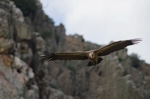 Griffon keselyű Gyps fulvus. — Stock Fotó