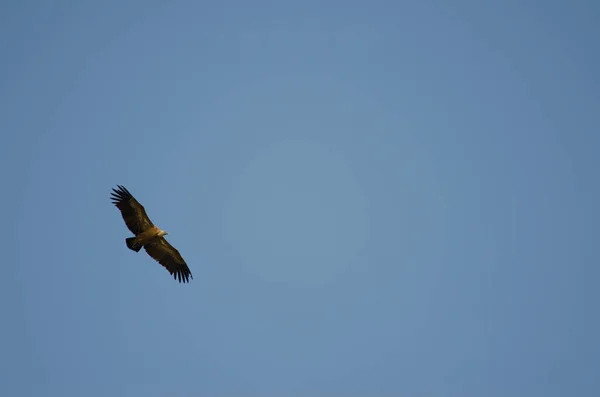 Abutre Griffon deslizando. — Fotografia de Stock