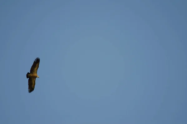 Griffon vulture gliding. — Stock Photo, Image