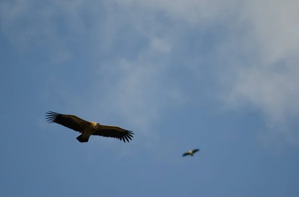 Griffon vautours glissant. — Photo