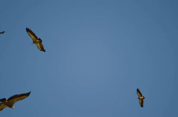 Griffongieren zweefvliegen. — Stockfoto