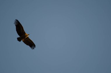 Griffon akbabası süzülüyor.