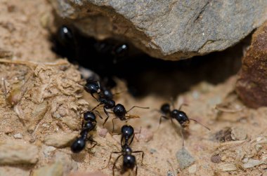 Monfrague Ulusal Parkı 'nda Karıncalar.