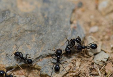 Monfrague Ulusal Parkı 'nda Karıncalar.