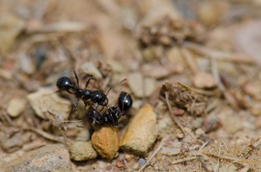 Ölü bir örneğin yanında karınca var..