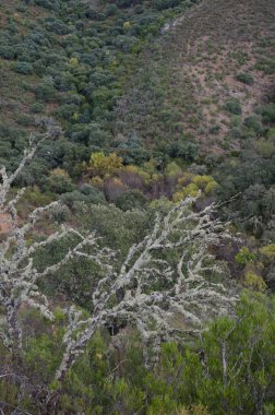 Monfrague Ulusal Parkı 'ndaki Malvecino deresi.