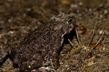 Sıradan kurbağa Bufo bufo.