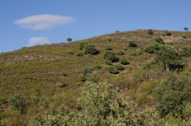 Monfrague Ulusal Parkı 'nda manzara.
