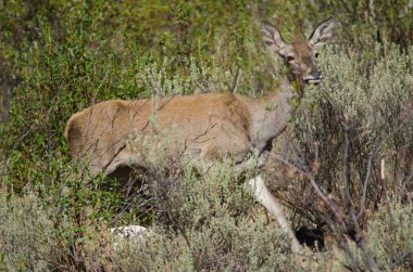 İspanyol kırmızı geyiği.