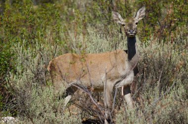 İspanyol kırmızı geyiği.