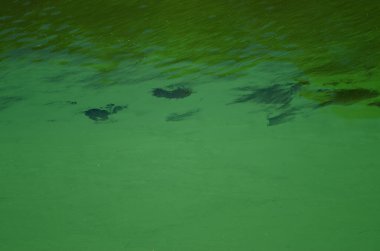 Torrejon Tietar rezervuarının Ötrofikasyonu.