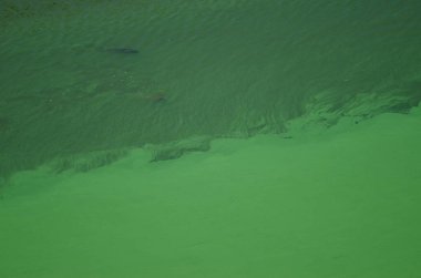 Outrophicated Resvoir 'da sazan balıkları.